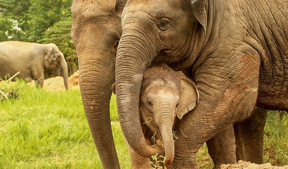 【Brand story】Elephant Nature Park - 動物們在清邁的庇護所 封面照片